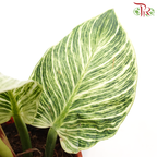 Philodendron Birkin《铂金金钻蔓绿绒》-Pudu Ria Florist-prflorist.com.my