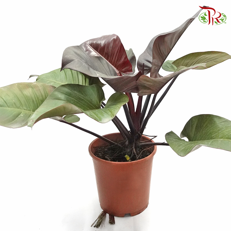 Philodendron Black Congo 《蔓綠絨》-Pudu Ria Florist-prflorist.com.my