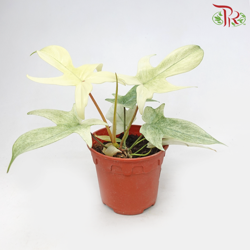 Philodendron Florida Ghost《佛罗里达幽灵蔓绿绒》-Pudu Ria Florist-prflorist.com.my