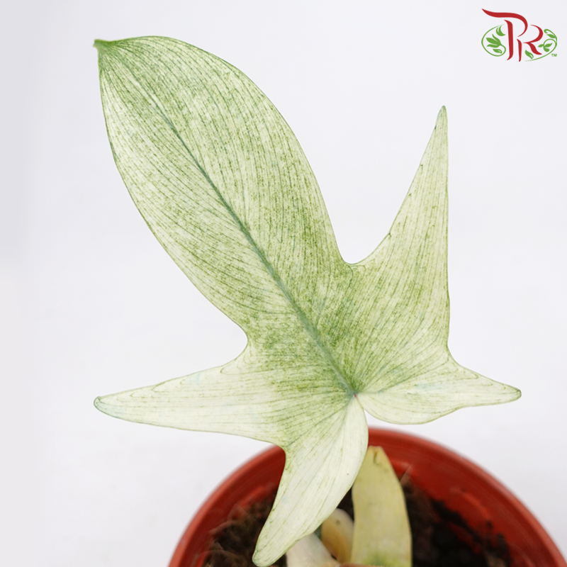 Philodendron Florida Ghost《佛罗里达幽灵蔓绿绒》-Pudu Ria Florist-prflorist.com.my