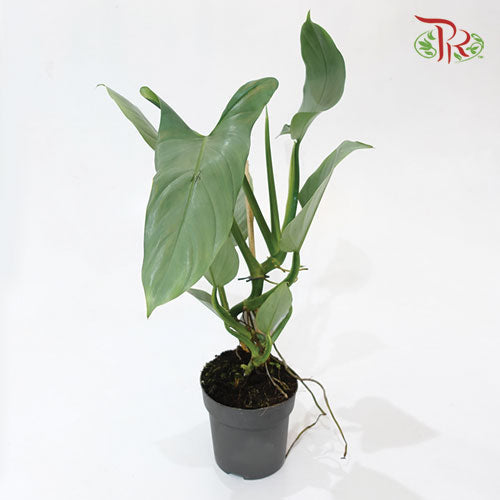 Philodendron Hastatum Silver Queen《哈斯塔姆蔓绿绒》- (40CM)-Pudu Ria Florist-prflorist.com.my