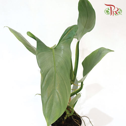 Philodendron Hastatum Silver Queen《哈斯塔姆蔓绿绒》- (40CM)-Pudu Ria Florist-prflorist.com.my