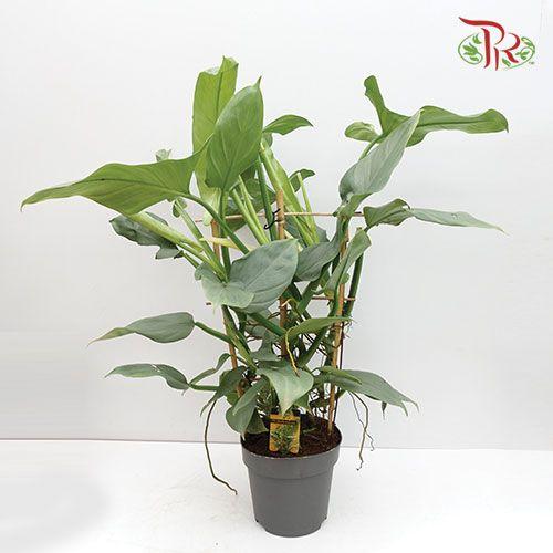 Philodendron Hastatum Silver Queen《哈斯塔姆蔓绿绒》