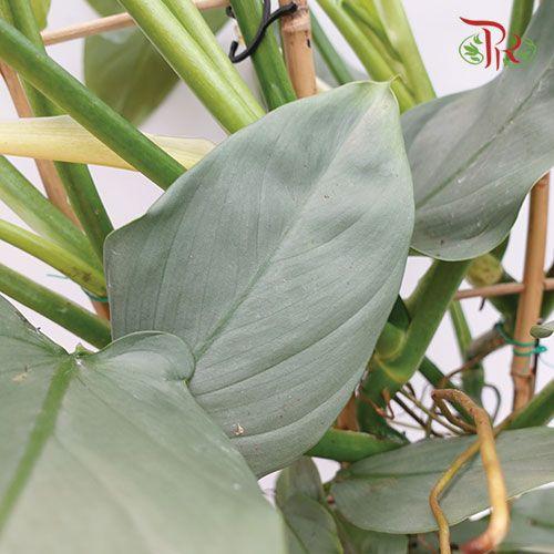 Philodendron Hastatum Silver Queen《哈斯塔姆蔓绿绒》