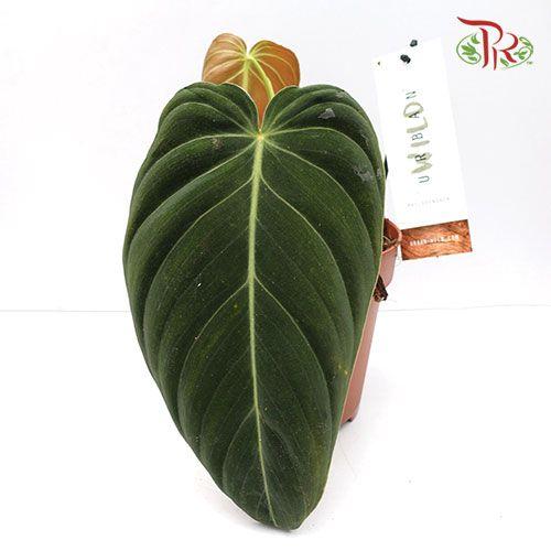 Philodendron Melanochrysum 《黑金蔓绿绒》- 1 leaf only