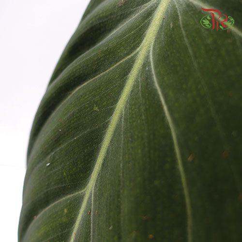 Philodendron Melanochrysum 《黑金蔓绿绒》- 1 leaf only