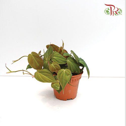 Philodendron Mican《云母蔓绿绒》