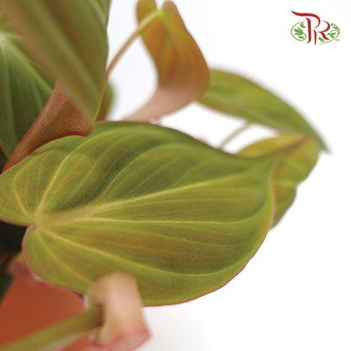 Philodendron Mican《云母蔓绿绒》