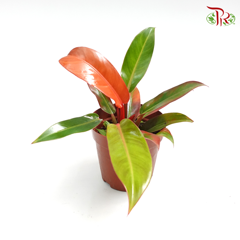 Philodendron Orange Congo 《橙王子蔓绿绒》-Pudu Ria Florist-prflorist.com.my