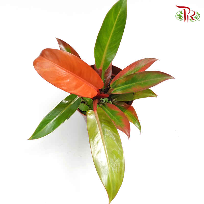 Philodendron Orange Congo 《橙王子蔓绿绒》-Pudu Ria Florist-prflorist.com.my