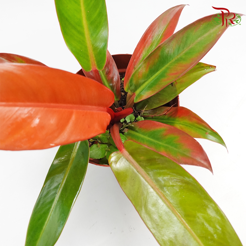 Philodendron Orange Congo 《橙王子蔓绿绒》-Pudu Ria Florist-prflorist.com.my