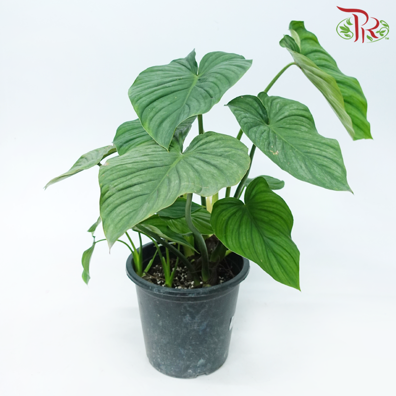 Philodendron Pastazanum Silver P210《銀斑帕斯塔蔓綠絨》