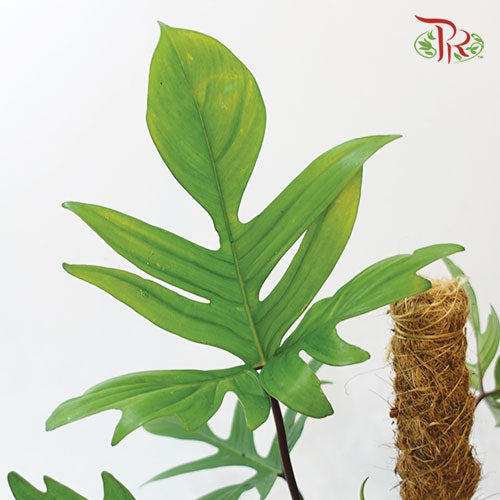 Philodendron Pedatum《蔓綠絨》-Pudu Ria Florist-prflorist.com.my