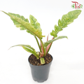 Philodendron Ring of Fire《火之戒蔓绿绒》