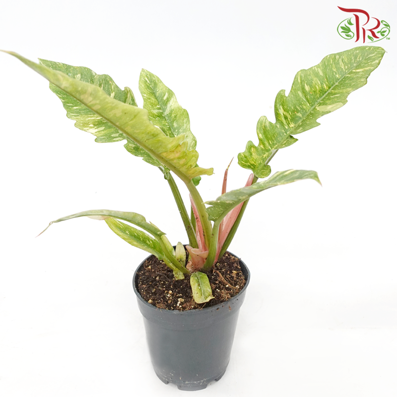 Philodendron Ring of Fire《火之戒蔓绿绒》