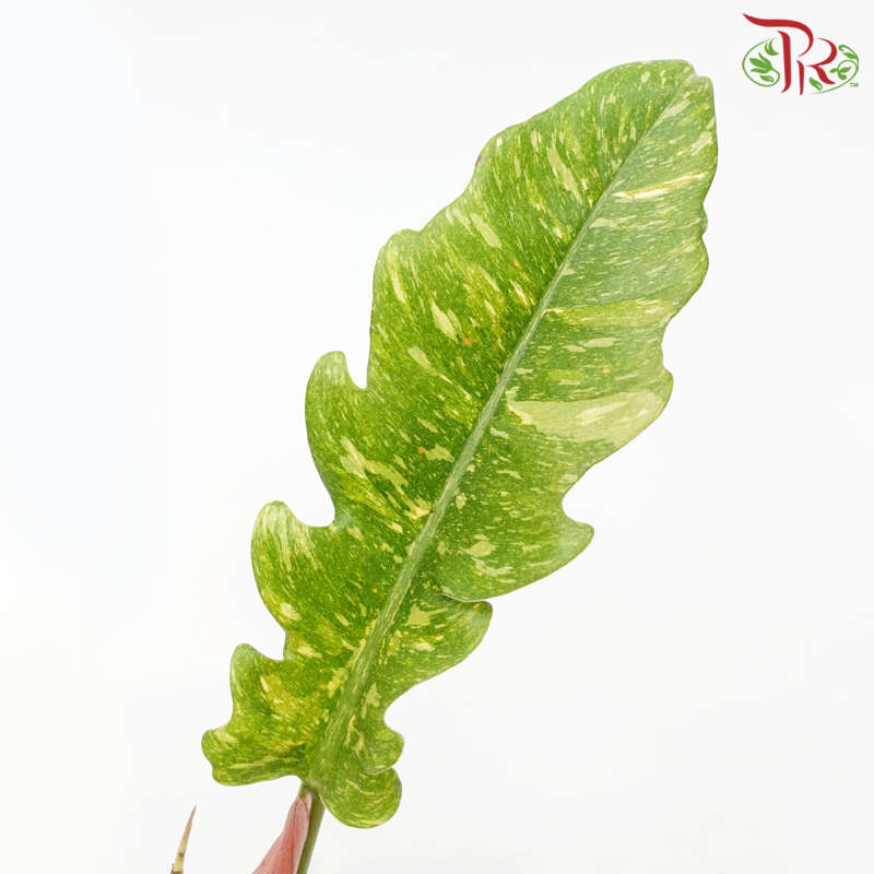 Philodendron Ring of Fire《火之戒蔓绿绒》