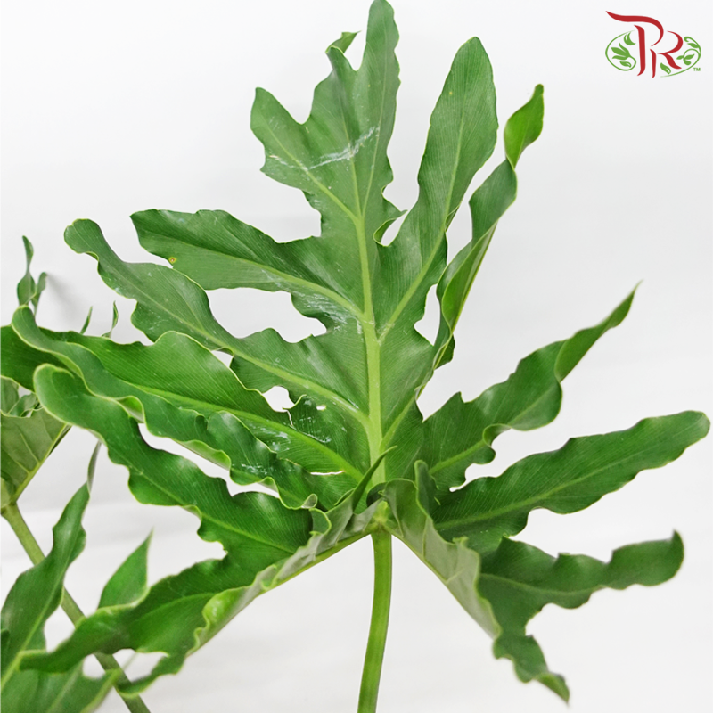 Philodendron Selloum《羽裂蔓绿绒》-Pudu Ria Florist-prflorist.com.my