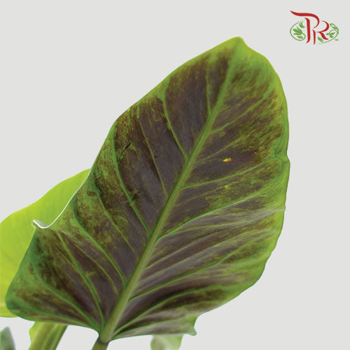 Philodendron Subhastatum《紅背蔓綠絨》-Pudu Ria Florist-prflorist.com.my