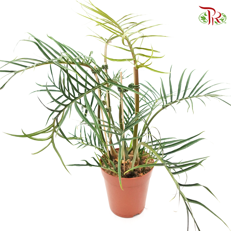 Philodendron Tortum 《魚骨蔓綠絨》-Pudu Ria Florist-prflorist.com.my