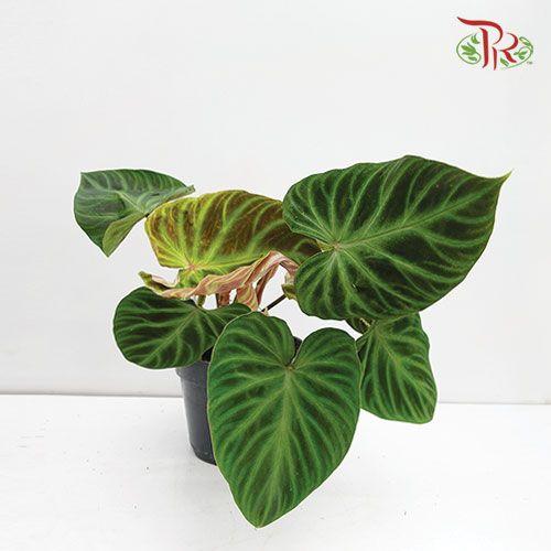 Philodendron Verrucosum 《荧光蔓绿绒》(2 Spikes/ branches)-Pudu Ria Florist-prflorist.com.my