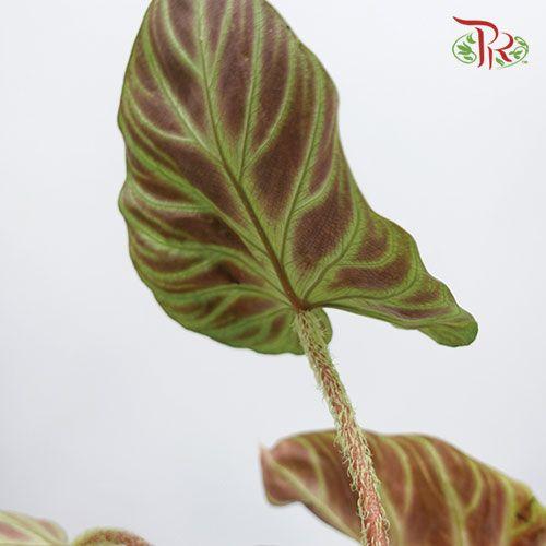 Philodendron Verrucosum 《荧光蔓绿绒》(2 Spikes/ branches)-Pudu Ria Florist-prflorist.com.my