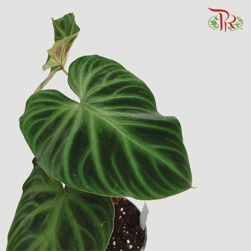Philodendron Verrucosum 《荧光蔓绿绒》(2 Spikes/ branches)-Pudu Ria Florist-prflorist.com.my