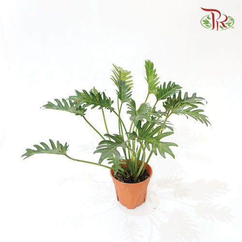 Philodendron Xandu《小天使蔓绿绒》- (30 CM)-Pudu Ria Florist-prflorist.com.my