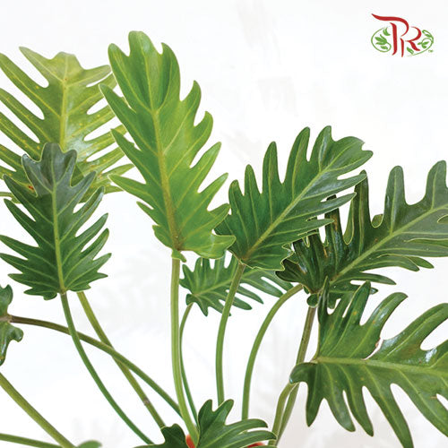 Philodendron Xandu《小天使蔓绿绒》- (30 CM)-Pudu Ria Florist-prflorist.com.my