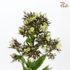Phlox - (5 Stems)-Japan-prflorist.com.my