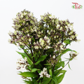 Phlox - (5 Stems)-Japan-prflorist.com.my