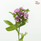 Phlox - Butterfly Purple (Per Bunch)-Purple-China-prflorist.com.my