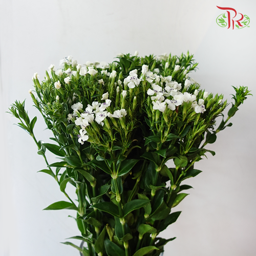 Phlox - (Per Bunch)-White-Import-prflorist.com.my