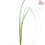 Phragmites Leaf