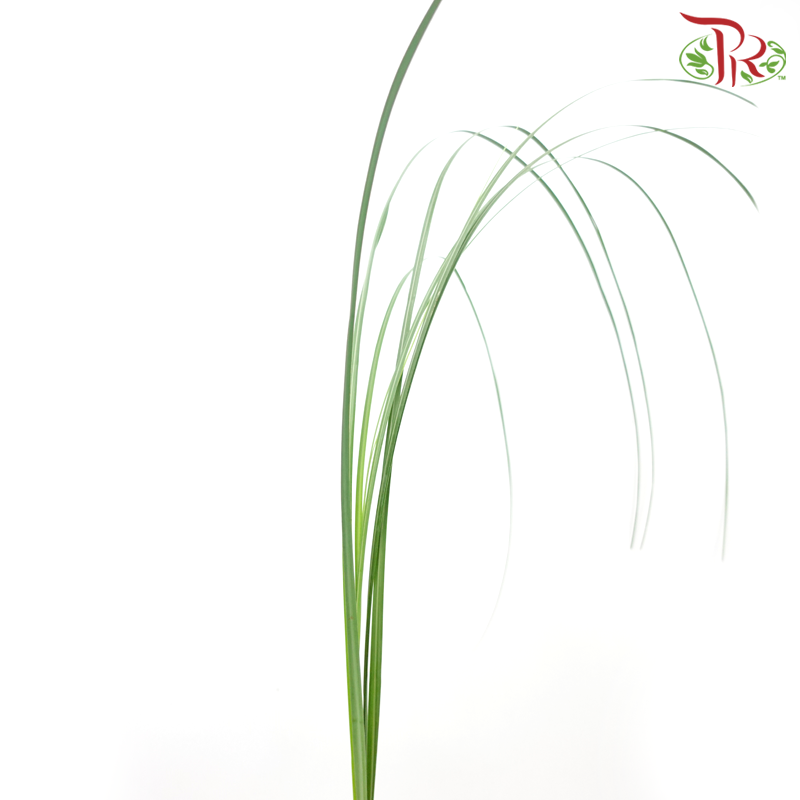 Phragmites Leaf