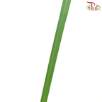 Phragmites Leaf