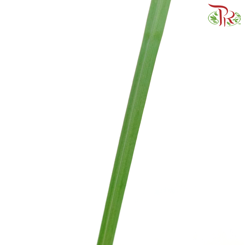 Phragmites Leaf