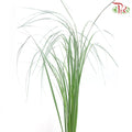 Pampas grass (Pu Wei Ye)