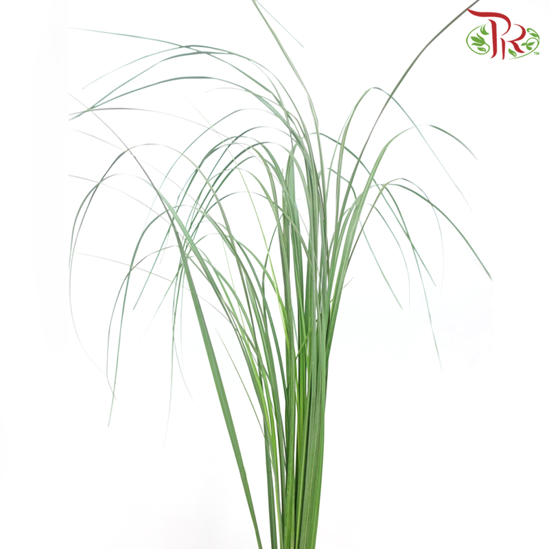 Phragmites Leaf