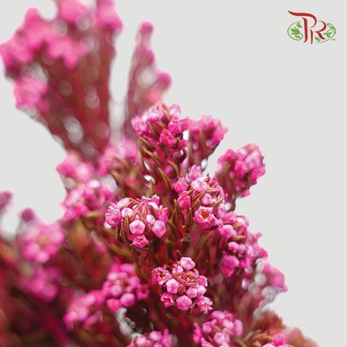 Phylica Pinea Cerise - Pink (Per Bunch)-Pink-Africa-prflorist.com.my