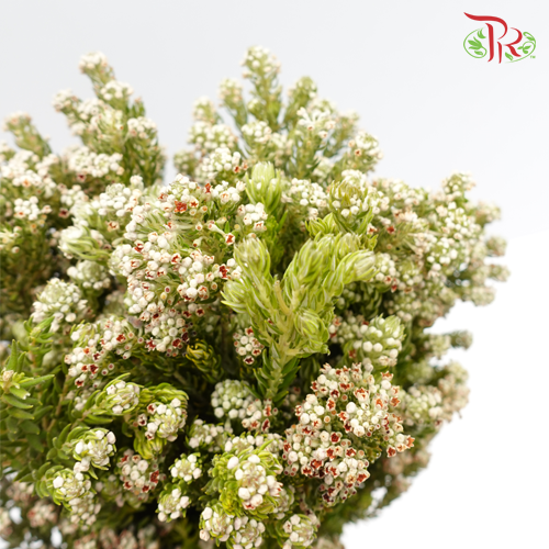 Phylica Pinea Cerise - White (Per Bunch)-White-Africa-prflorist.com.my