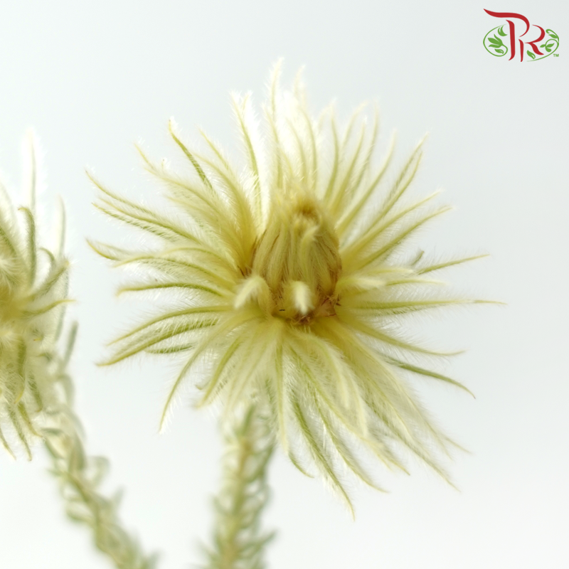 Phylica Spray (Per Bunch)-Africa-prflorist.com.my