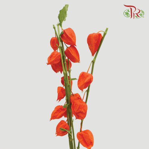 Physalis - Orange (5 Stems)-Orange-Netherland-prflorist.com.my