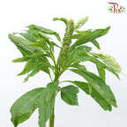 Phytolacca - Green (Per Bunch)-Green-China-prflorist.com.my