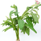Phytolacca - Green (Per Bunch)-Green-China-prflorist.com.my