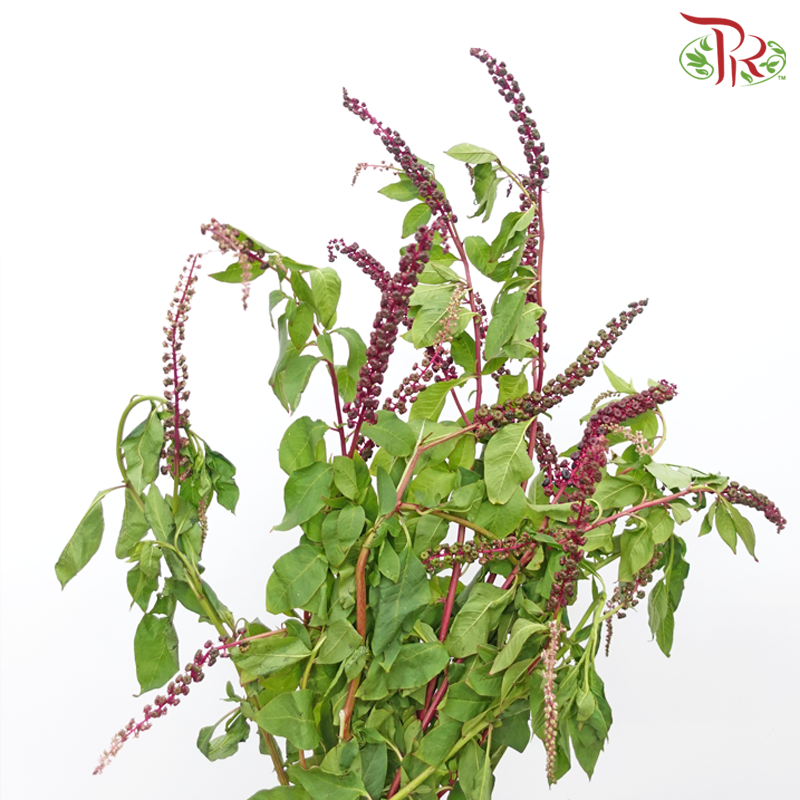 Phytolacca - (Per Bunch)-Green-China-prflorist.com.my