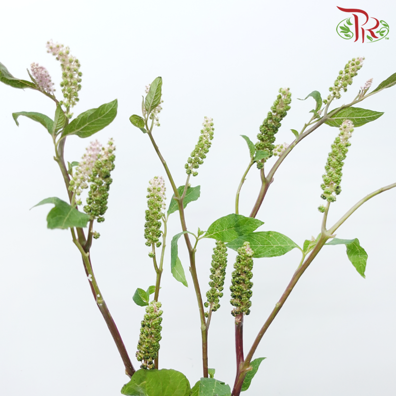 Phytolacca - Pink (Per Bunch)-Pink-China-prflorist.com.my