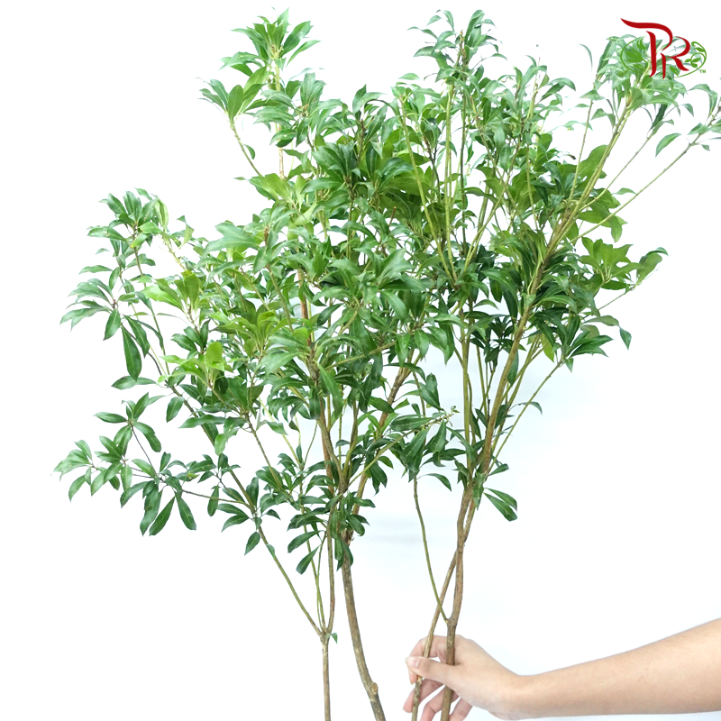 Pieris Japonica (120cm) - Foliage (Per Stem)-Green-Japan-prflorist.com.my