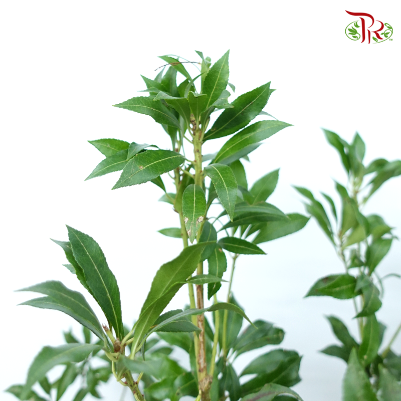 Pieris Japonica (120cm) - Foliage (Per Stem)-Green-Japan-prflorist.com.my