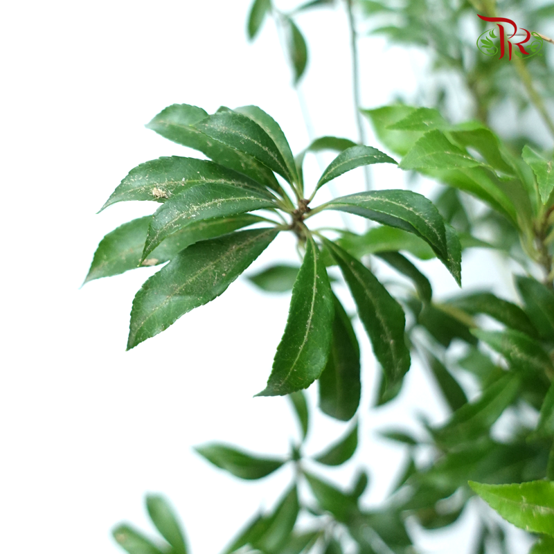 Pieris Japonica (120cm) - Foliage (Per Stem)-Green-Japan-prflorist.com.my