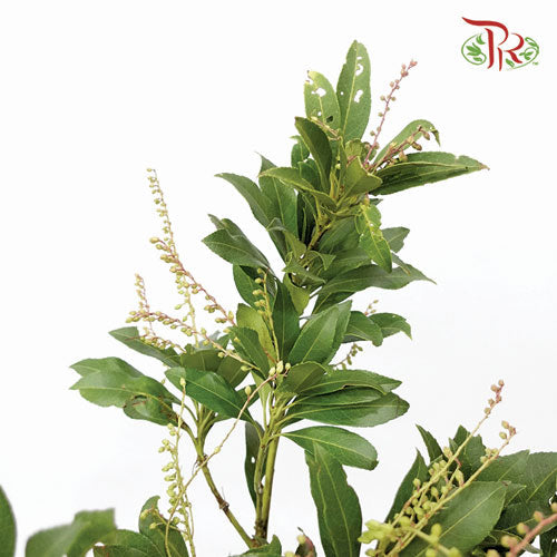 Pieris Japonica - (3 Stems)-Import-prflorist.com.my